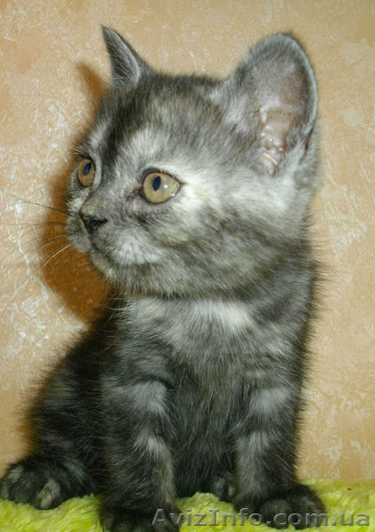 Шотландские плюшки вискасных окрасов - <ro>Изображение</ro><ru>Изображение</ru> #4, <ru>Объявление</ru> #480803