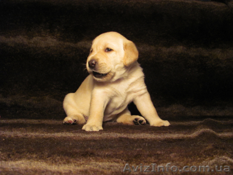 Продаются роскошные щенки лабрадора палевого окраса - <ro>Изображение</ro><ru>Изображение</ru> #2, <ru>Объявление</ru> #512878