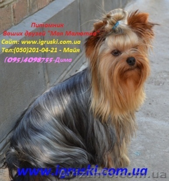 Элитные щеночки йоркширского терьера VIP-Classa! - <ro>Изображение</ro><ru>Изображение</ru> #4, <ru>Объявление</ru> #515488