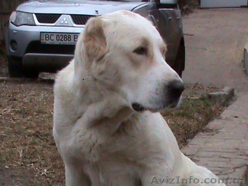элитные белые  щенки среднеазиатской овчарки - <ro>Изображение</ro><ru>Изображение</ru> #4, <ru>Объявление</ru> #498035