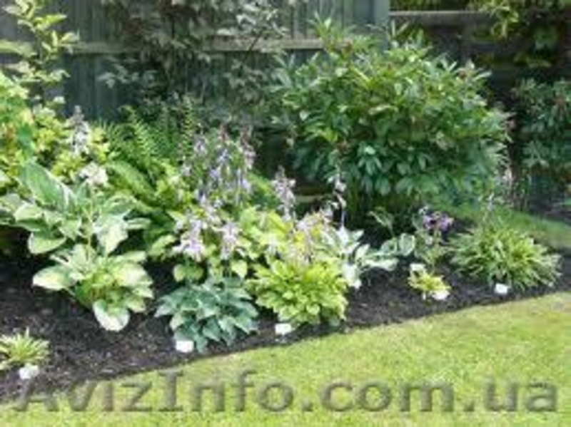 Хосты и др. растения - <ro>Изображение</ro><ru>Изображение</ru> #3, <ru>Объявление</ru> #488743