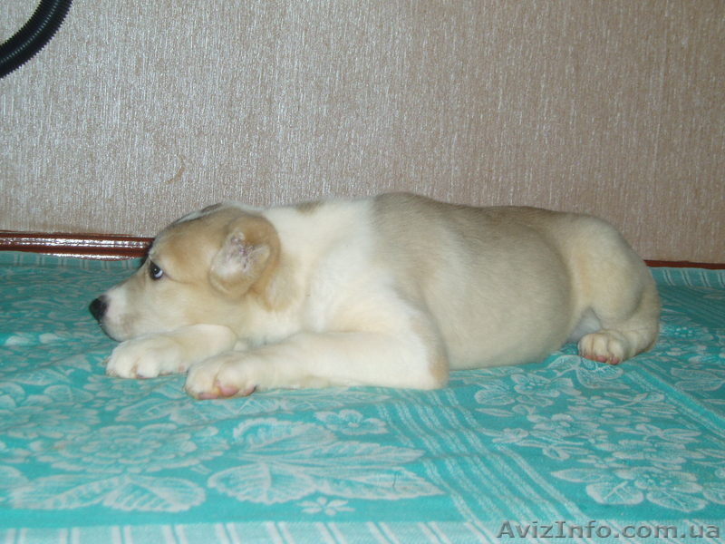 Щенки алабая недорого!!! - <ro>Изображение</ro><ru>Изображение</ru> #2, <ru>Объявление</ru> #496603
