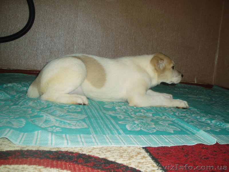 Щенки алабая недорого!!! - <ro>Изображение</ro><ru>Изображение</ru> #3, <ru>Объявление</ru> #496603