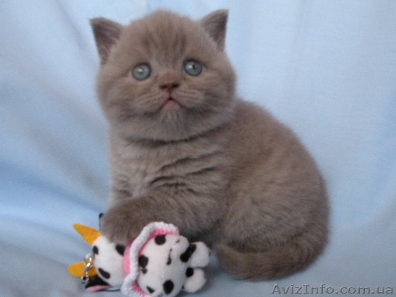 шотландские котята от чемпиона   - <ro>Изображение</ro><ru>Изображение</ru> #4, <ru>Объявление</ru> #496879