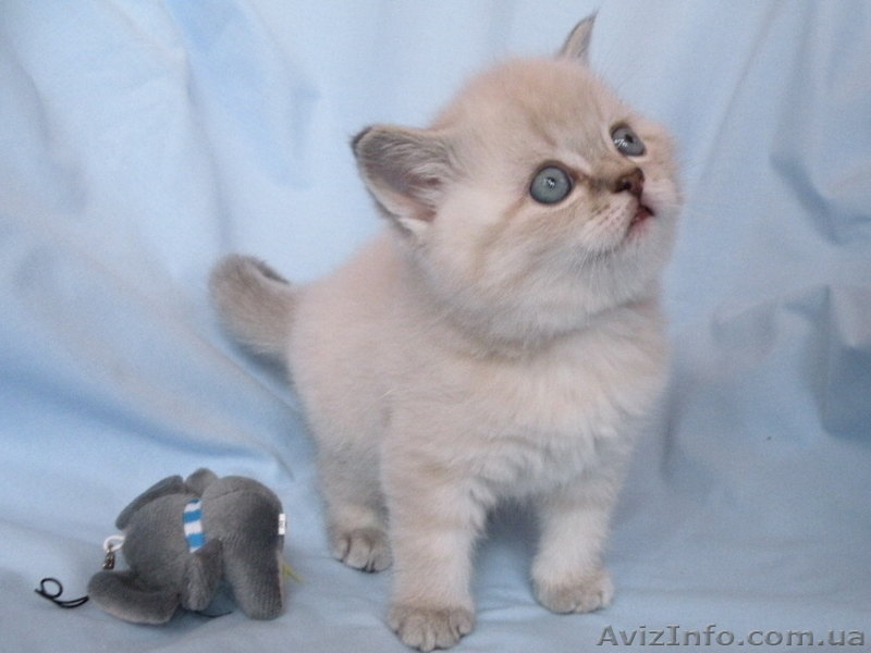 шотландские котята от чемпиона   - <ro>Изображение</ro><ru>Изображение</ru> #7, <ru>Объявление</ru> #496879