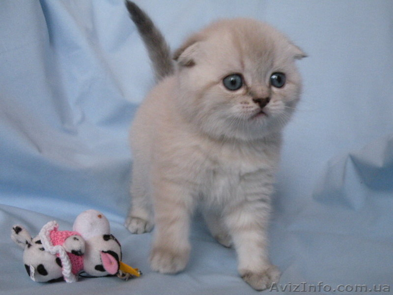 шотландские котята от чемпиона   - <ro>Изображение</ro><ru>Изображение</ru> #6, <ru>Объявление</ru> #496879