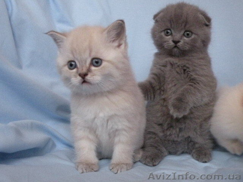 шотландские котята от чемпиона   - <ro>Изображение</ro><ru>Изображение</ru> #1, <ru>Объявление</ru> #496879