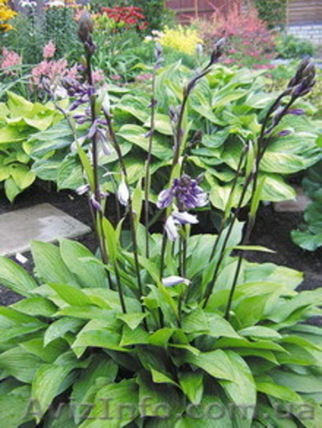 Хосты и др. растения - <ro>Изображение</ro><ru>Изображение</ru> #4, <ru>Объявление</ru> #488743