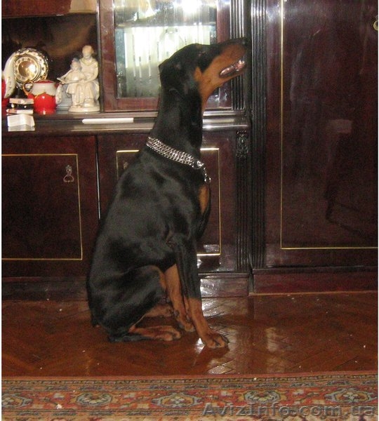 В Хорошие Руки: подрощенный щенок добермана (ч/п сука)  - <ro>Изображение</ro><ru>Изображение</ru> #2, <ru>Объявление</ru> #514889