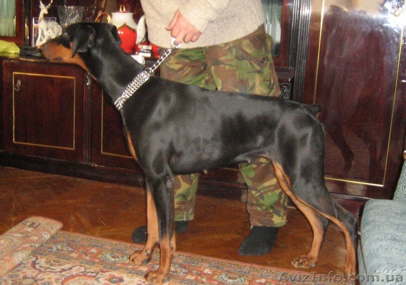 В Хорошие Руки: подрощенный щенок добермана (ч/п сука)  - <ro>Изображение</ro><ru>Изображение</ru> #3, <ru>Объявление</ru> #514889