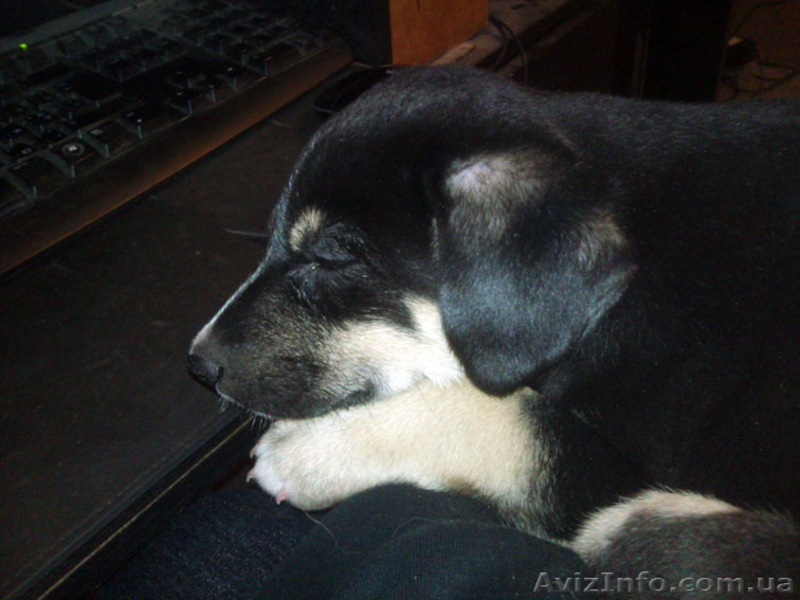 Щенок с приданым, в хорошие руки - <ro>Изображение</ro><ru>Изображение</ru> #1, <ru>Объявление</ru> #546707