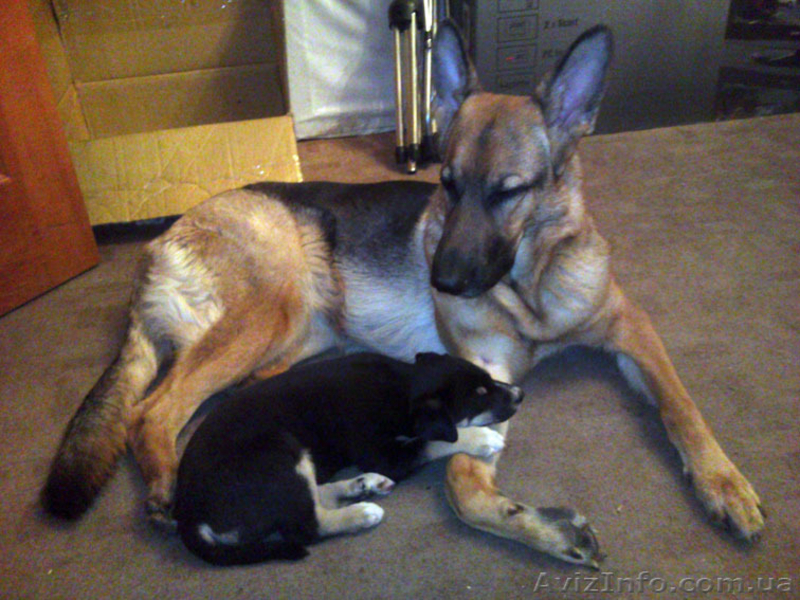 Щенок с приданым, в хорошие руки - <ro>Изображение</ro><ru>Изображение</ru> #2, <ru>Объявление</ru> #546707