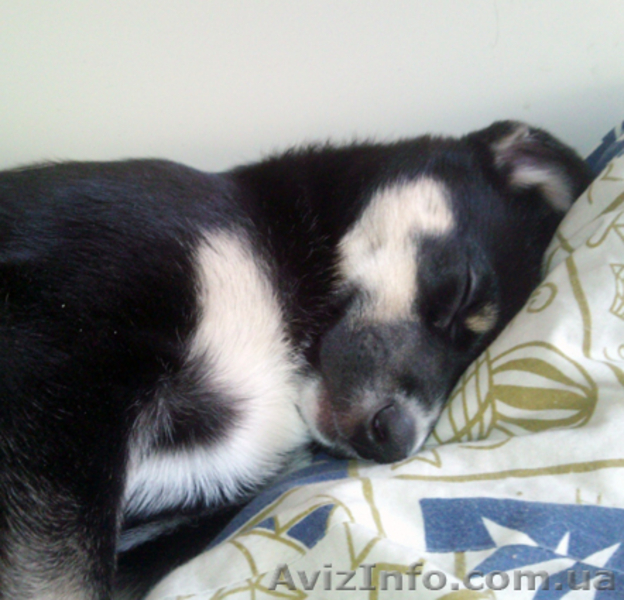 Щенок с приданым, в хорошие руки - <ro>Изображение</ro><ru>Изображение</ru> #3, <ru>Объявление</ru> #546707