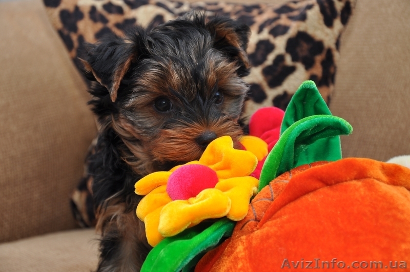 Девочка йоркширского терьера - <ro>Изображение</ro><ru>Изображение</ru> #1, <ru>Объявление</ru> #541848