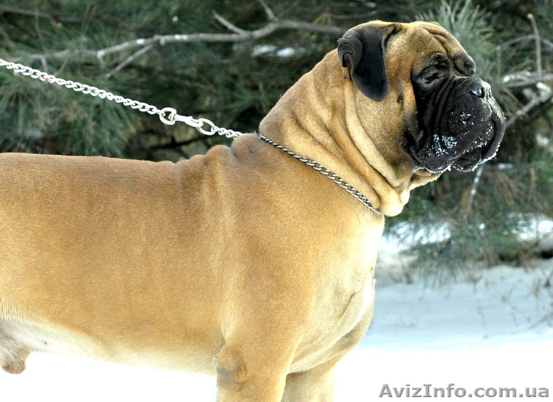 Бульмастиф щенки Запорожье - <ro>Изображение</ro><ru>Изображение</ru> #3, <ru>Объявление</ru> #546828