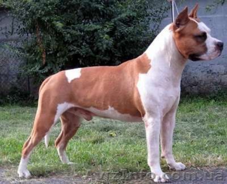 ПРОДАМ ЩЕНКОВ СТАФФОРШИРСКОГО ТЕРЬЕРА - <ro>Изображение</ro><ru>Изображение</ru> #2, <ru>Объявление</ru> #548105