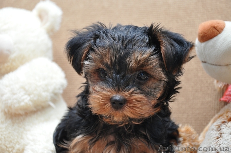 Девочка йоркширского терьера - <ro>Изображение</ro><ru>Изображение</ru> #2, <ru>Объявление</ru> #541848