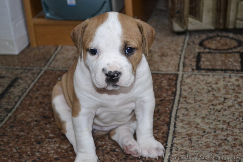 ПРОДАМ ЩЕНКОВ СТАФФОРШИРСКОГО ТЕРЬЕРА - <ro>Изображение</ro><ru>Изображение</ru> #1, <ru>Объявление</ru> #548105