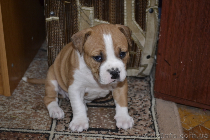 ПРОДАМ ЩЕНКОВ СТАФФОРШИРСКОГО ТЕРЬЕРА - <ro>Изображение</ro><ru>Изображение</ru> #6, <ru>Объявление</ru> #548105