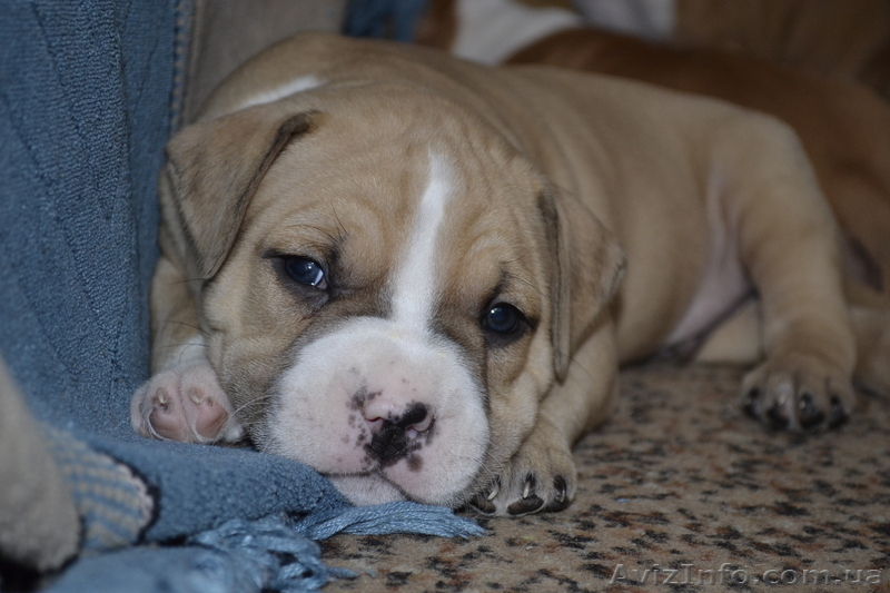 ПРОДАМ ЩЕНКОВ СТАФФОРШИРСКОГО ТЕРЬЕРА - <ro>Изображение</ro><ru>Изображение</ru> #4, <ru>Объявление</ru> #548105