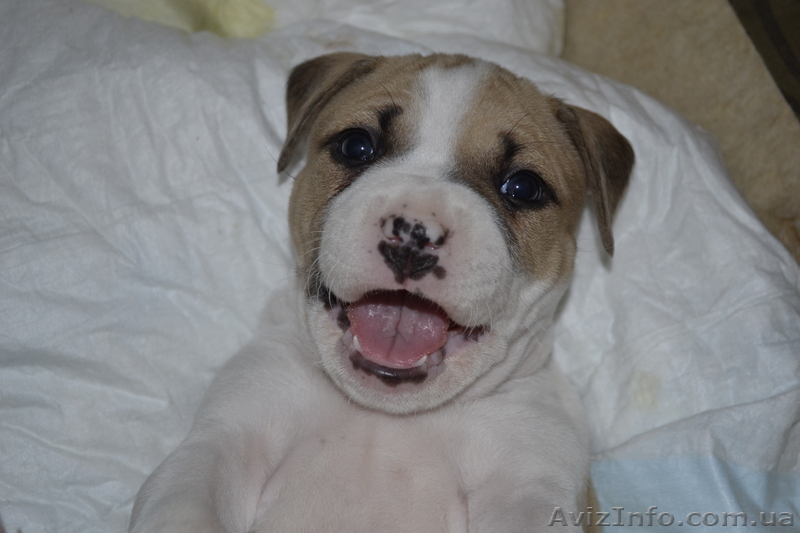 ПРОДАМ ЩЕНКОВ СТАФФОРШИРСКОГО ТЕРЬЕРА - <ro>Изображение</ro><ru>Изображение</ru> #3, <ru>Объявление</ru> #548105