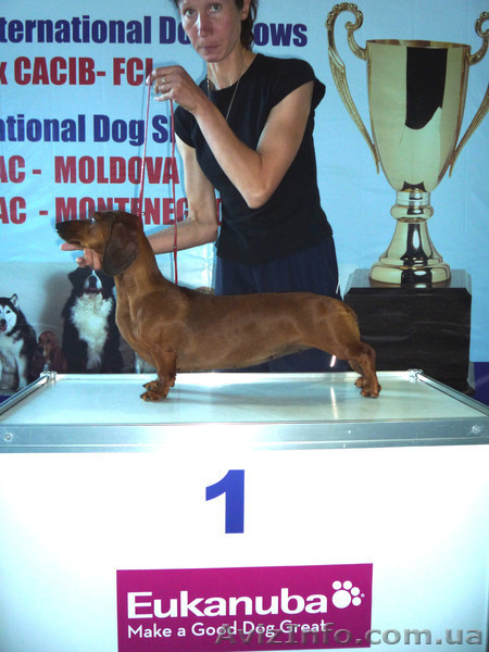 Стандартные г/ш таксы - <ro>Изображение</ro><ru>Изображение</ru> #2, <ru>Объявление</ru> #536975