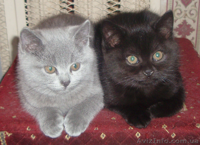 Продам шотландских котят . - <ro>Изображение</ro><ru>Изображение</ru> #1, <ru>Объявление</ru> #544789