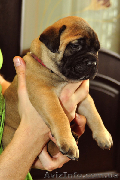 Бульмастиф щенки Запорожье - <ro>Изображение</ro><ru>Изображение</ru> #1, <ru>Объявление</ru> #546828
