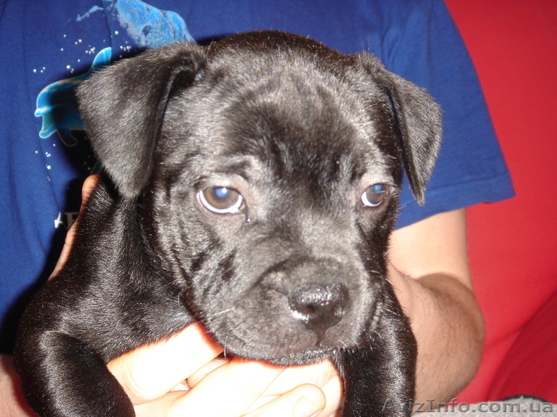 Английский стаффордширский бультерьер - <ro>Изображение</ro><ru>Изображение</ru> #4, <ru>Объявление</ru> #503409