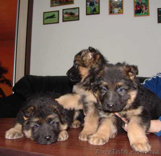 Немецкая овчарка. Высоко-породные щенки. - <ro>Изображение</ro><ru>Изображение</ru> #1, <ru>Объявление</ru> #251631