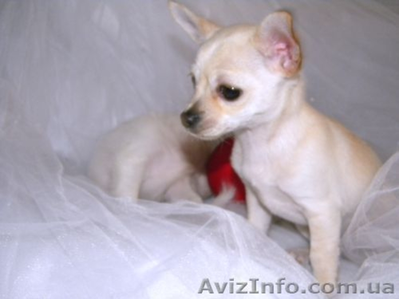 Очаровательная кроха чихуахуа для души и шоу - <ro>Изображение</ro><ru>Изображение</ru> #6, <ru>Объявление</ru> #532943