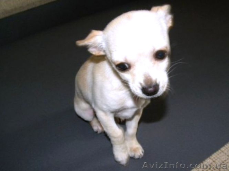 Очаровательная кроха чихуахуа для души и шоу - <ro>Изображение</ro><ru>Изображение</ru> #5, <ru>Объявление</ru> #532943