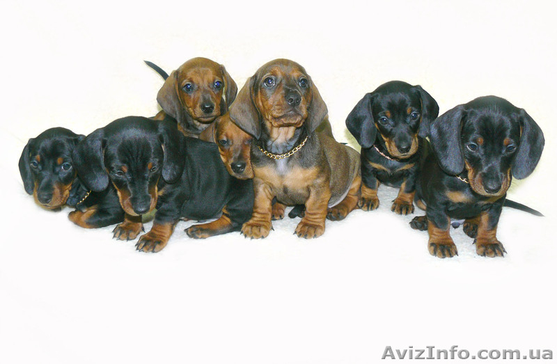 Стандартные г/ш таксы - <ro>Изображение</ro><ru>Изображение</ru> #1, <ru>Объявление</ru> #536975