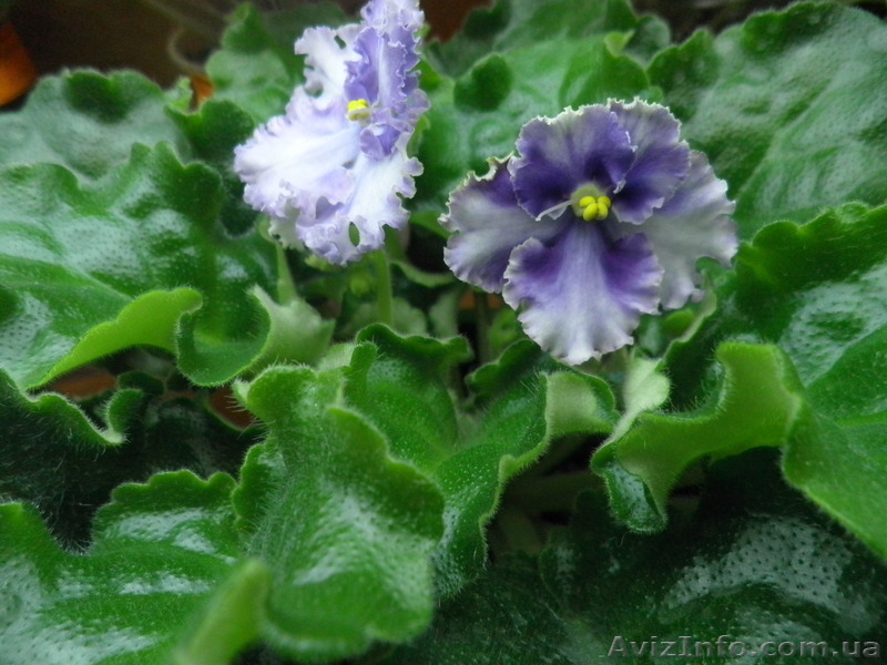  фиалки, излишки коллекции - <ro>Изображение</ro><ru>Изображение</ru> #1, <ru>Объявление</ru> #556180