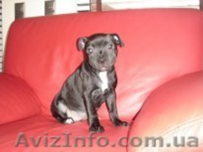 Английский стаффордширский бультерьер - <ro>Изображение</ro><ru>Изображение</ru> #2, <ru>Объявление</ru> #503409