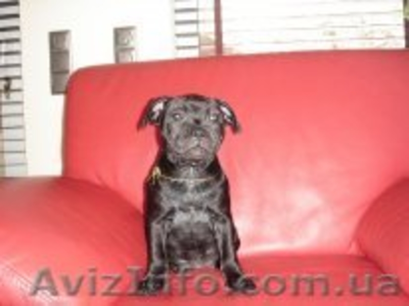 Английский стаффордширский бультерьер - <ro>Изображение</ro><ru>Изображение</ru> #3, <ru>Объявление</ru> #503409