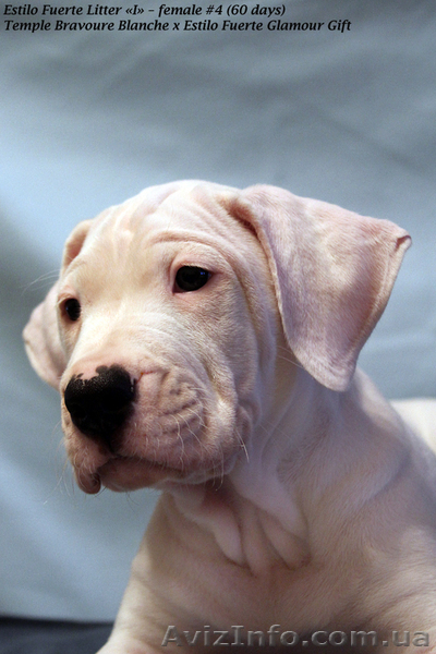 Роскошные щенки аргентинского дога - <ro>Изображение</ro><ru>Изображение</ru> #3, <ru>Объявление</ru> #546547