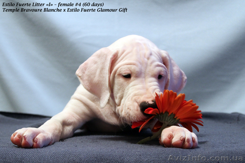 Роскошные щенки аргентинского дога - <ro>Изображение</ro><ru>Изображение</ru> #2, <ru>Объявление</ru> #546547