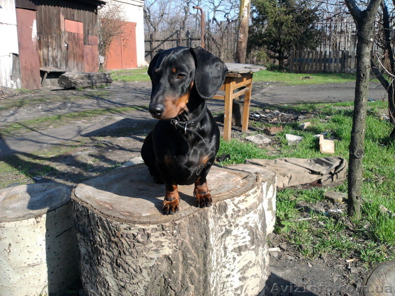 Стандартные г/ш таксы - <ro>Изображение</ro><ru>Изображение</ru> #3, <ru>Объявление</ru> #536975