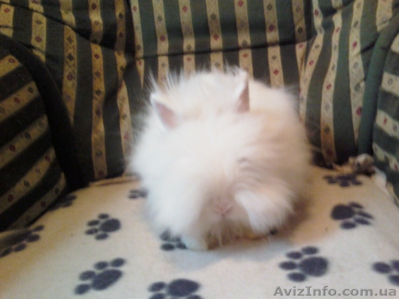 МИНИАТЮРНЫЕ КАРЛИКОВЫЕ КРОЛИКИ - <ro>Изображение</ro><ru>Изображение</ru> #1, <ru>Объявление</ru> #549523