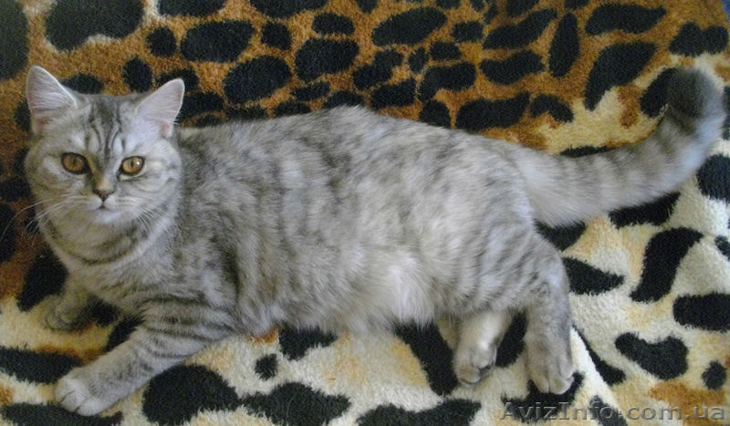 Перспективная кошечка эксклюзивного окраса - <ro>Изображение</ro><ru>Изображение</ru> #6, <ru>Объявление</ru> #524629