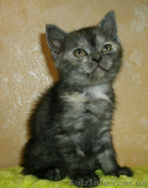Перспективная кошечка эксклюзивного окраса - <ro>Изображение</ro><ru>Изображение</ru> #2, <ru>Объявление</ru> #524629