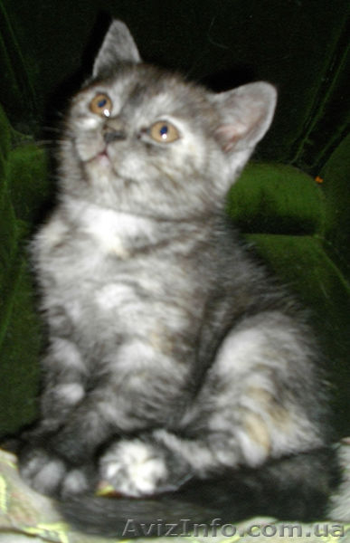 Перспективная кошечка эксклюзивного окраса - <ro>Изображение</ro><ru>Изображение</ru> #3, <ru>Объявление</ru> #524629