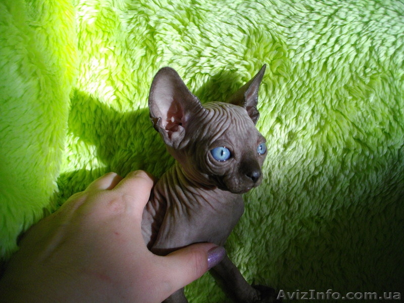 Голубоглазые канадики шикарных окрасов - <ro>Изображение</ro><ru>Изображение</ru> #4, <ru>Объявление</ru> #533833