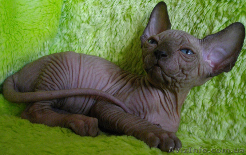 Голубоглазые канадики шикарных окрасов - <ro>Изображение</ro><ru>Изображение</ru> #2, <ru>Объявление</ru> #533833