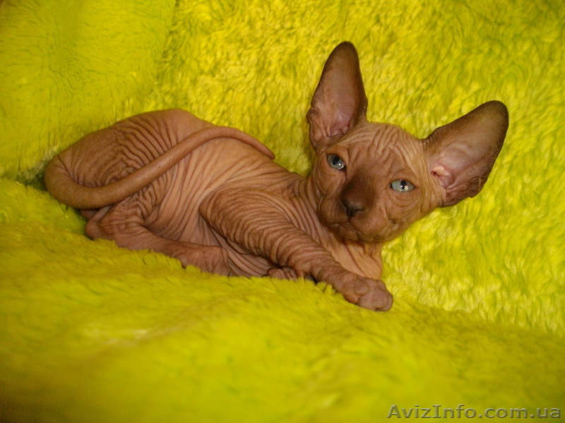 Голубоглазые канадики шикарных окрасов - <ro>Изображение</ro><ru>Изображение</ru> #3, <ru>Объявление</ru> #533833