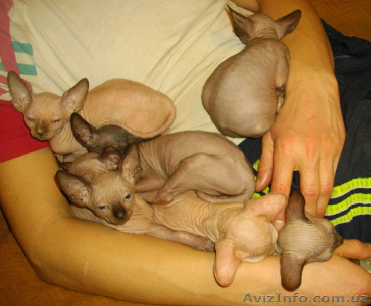 Голубоглазые канадики шикарных окрасов - <ro>Изображение</ro><ru>Изображение</ru> #5, <ru>Объявление</ru> #533833