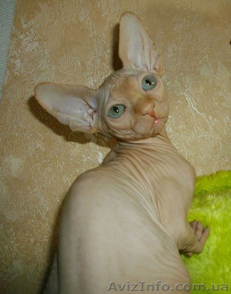 Голубоглазый мальчиш - <ro>Изображение</ro><ru>Изображение</ru> #3, <ru>Объявление</ru> #552928