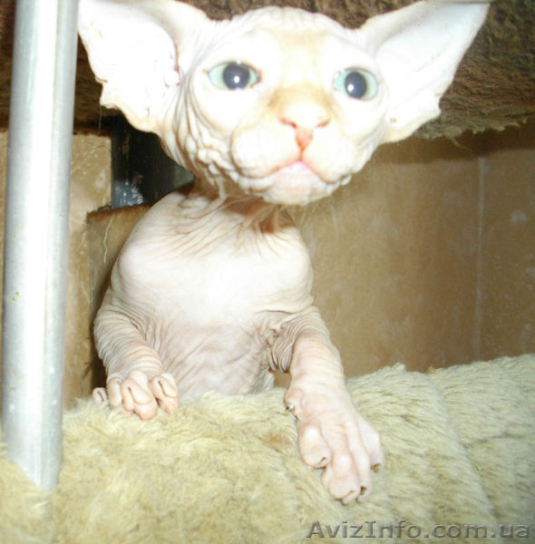 Голубоглазый мальчиш - <ro>Изображение</ro><ru>Изображение</ru> #4, <ru>Объявление</ru> #552928