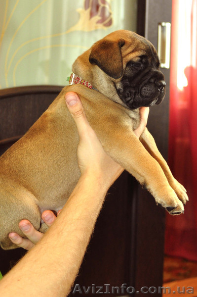 Бульмастиф щенки Запорожье - <ro>Изображение</ro><ru>Изображение</ru> #2, <ru>Объявление</ru> #546828